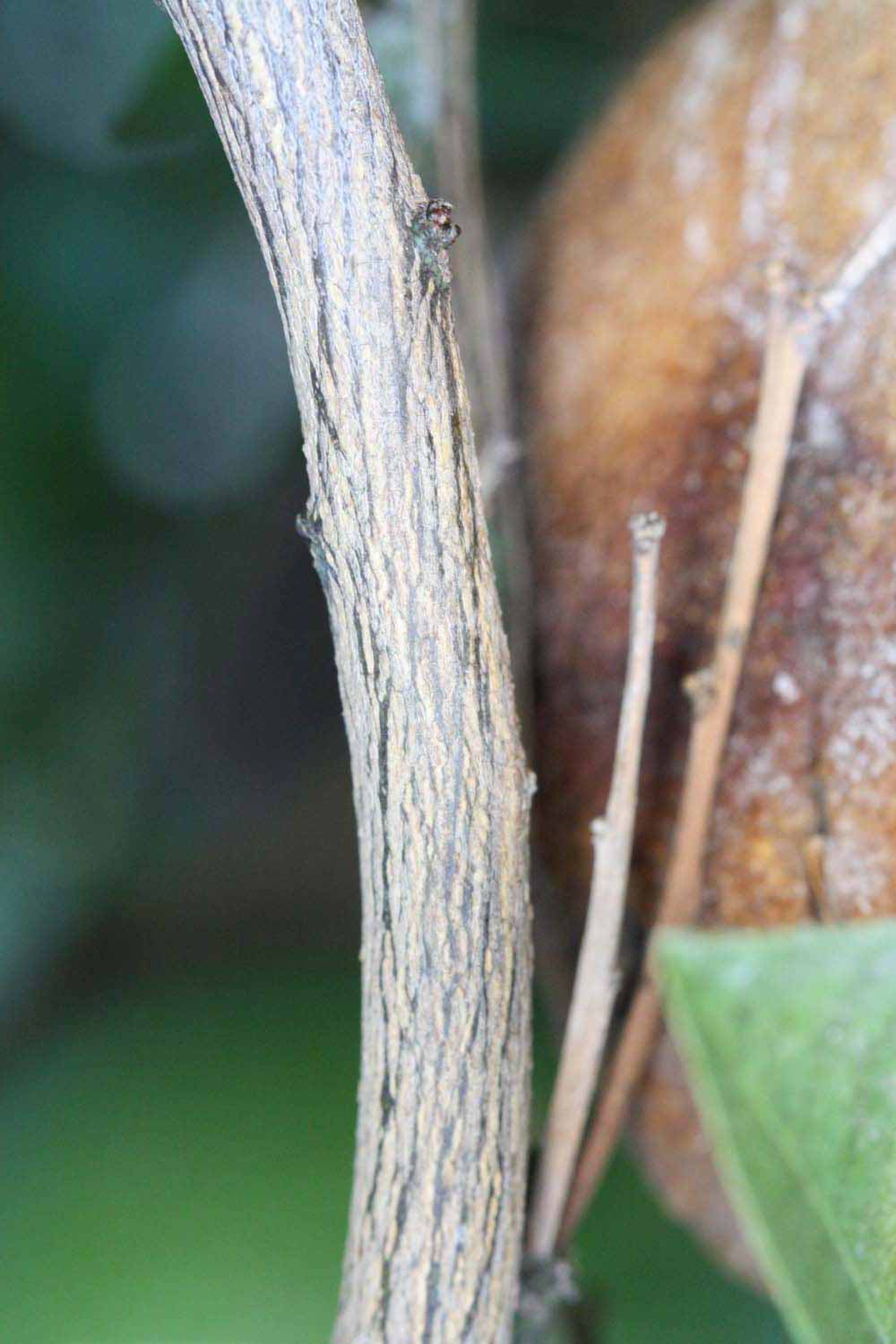            Second - third year twig (Riverside, CA)   